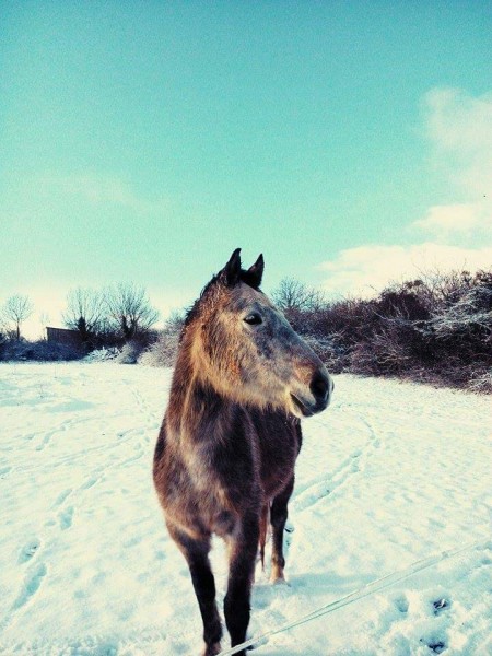 Photo de profil de icetea21