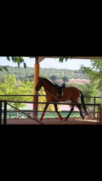 Photo de profil de ii_horselove