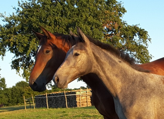 Photo de profil de jemini