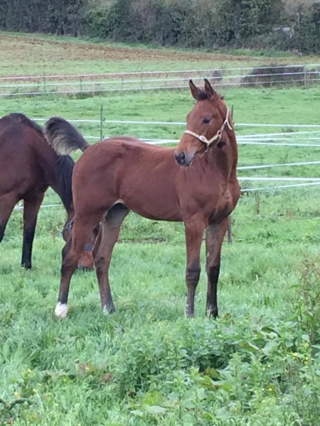 Photo de profil de jujubahis