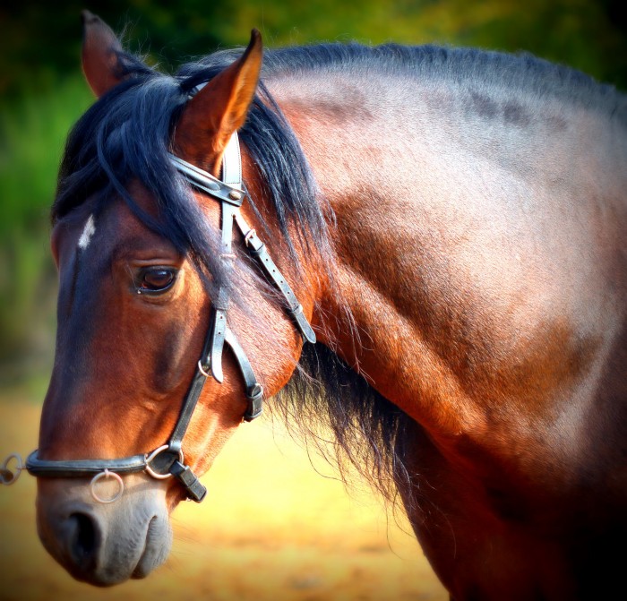 Photo de profil de kaleo