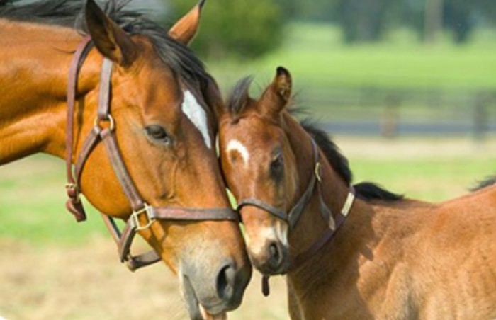 Photo de profil de lacavalire