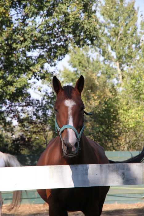 Photo de profil de laprada