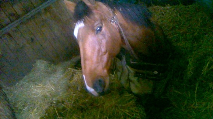 Photo de profil de leafea_equine