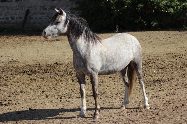 Photo de profil de le_poney_du_63