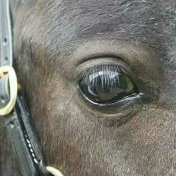 Photo de profil de lesminis