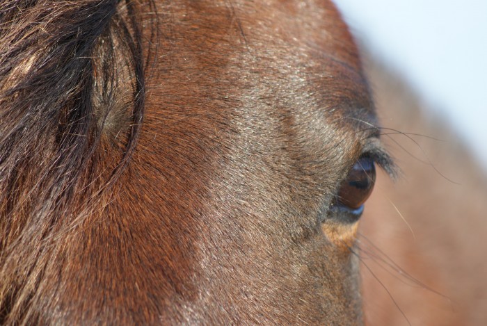 Photo de profil de licorne64