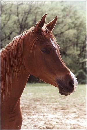 Photo de profil de lulu.11