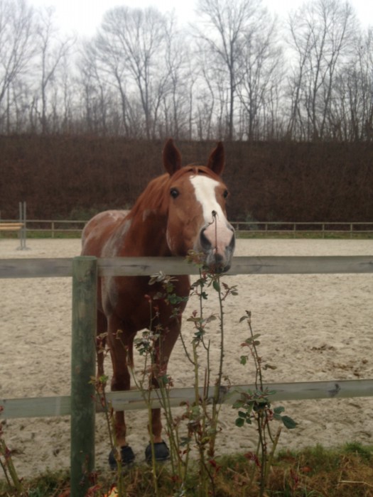 Photo de profil de maelies
