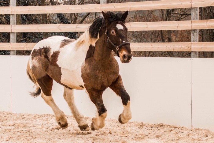 Photo de profil de mahona