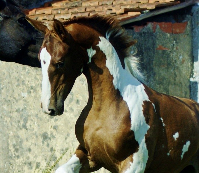 Photo de profil de mariachambel