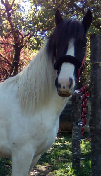 Photo de profil de mariejo81