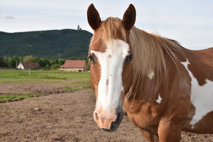 Photo de profil de maxou57