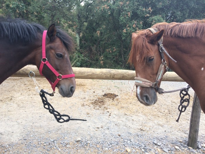 Photo de profil de meli_hse