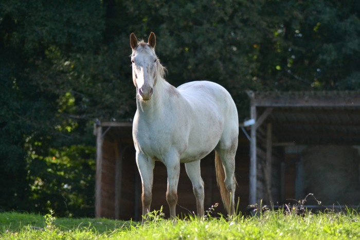 Photo de profil de meloice