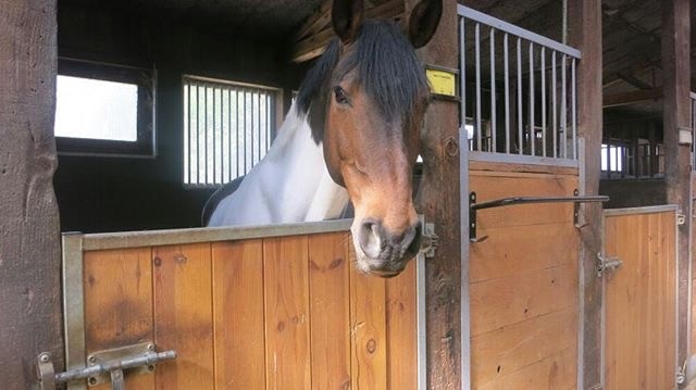 Photo de profil de mes.petits.pons