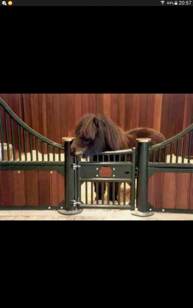 Photo de profil de mlle_horse