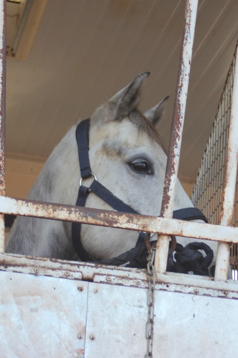 Photo de profil de mon.poney.gris