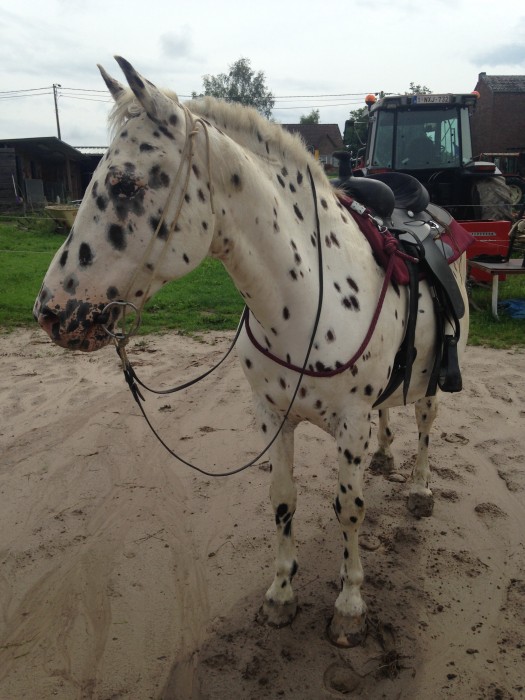 Photo de profil de mr.appaloosa