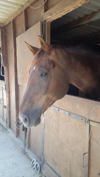 Photo de profil de nesine