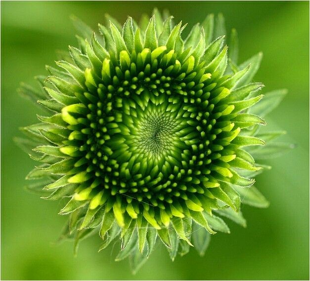 Photo de profil de oliveg