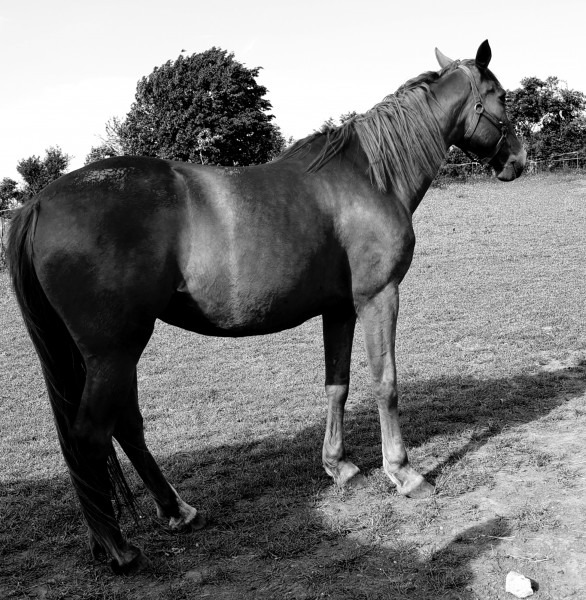 Photo de profil de passie