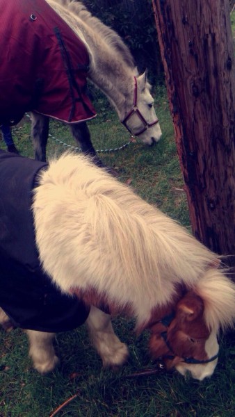 Photo de profil de bibbyjolicoeur