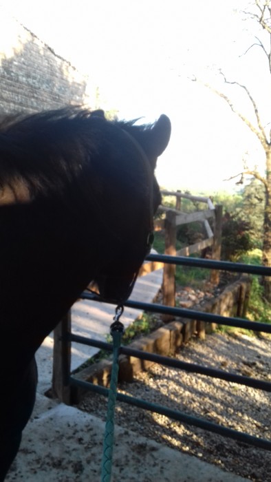 Photo de profil de sweet.horse