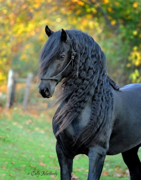 Photo de profil de equinou