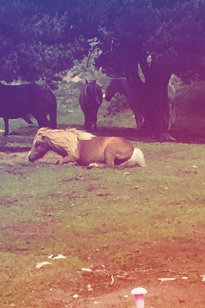 Photo de profil de ashleylicorne