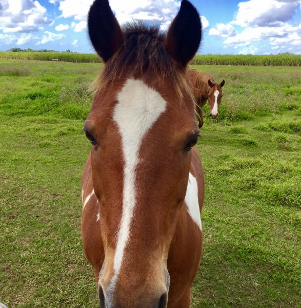 Photo de profil de melodyhauwel