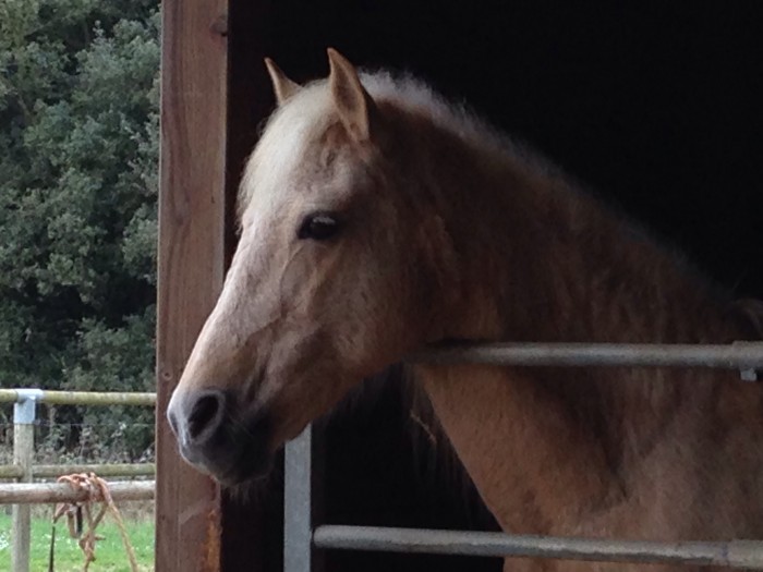 Photo de profil de oceequitation