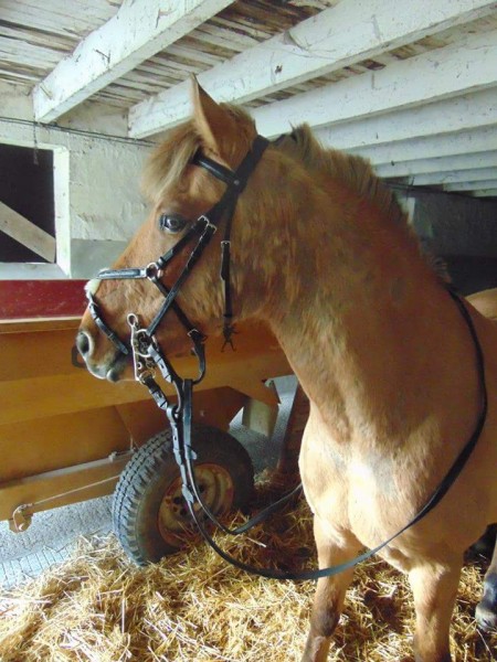 Photo de profil de nolwen17