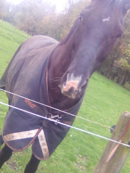 Photo de profil de une_jument_noir