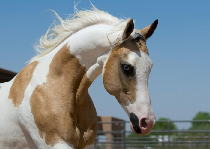 Photo de profil de horselove22