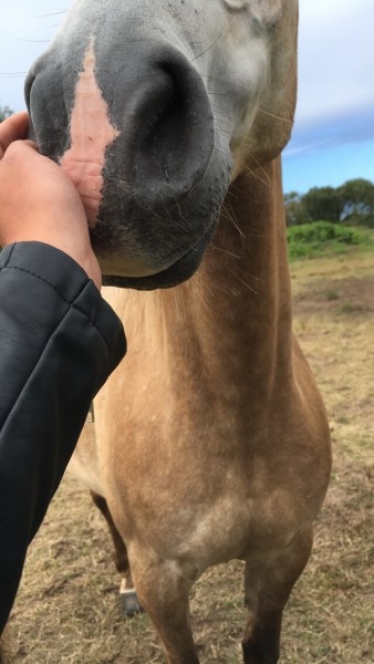 Photo de profil de cavalery_dream