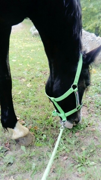 Photo de profil de rorogaborieau