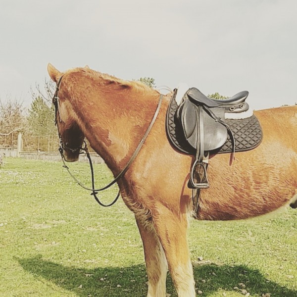 Photo de profil de cobhorses