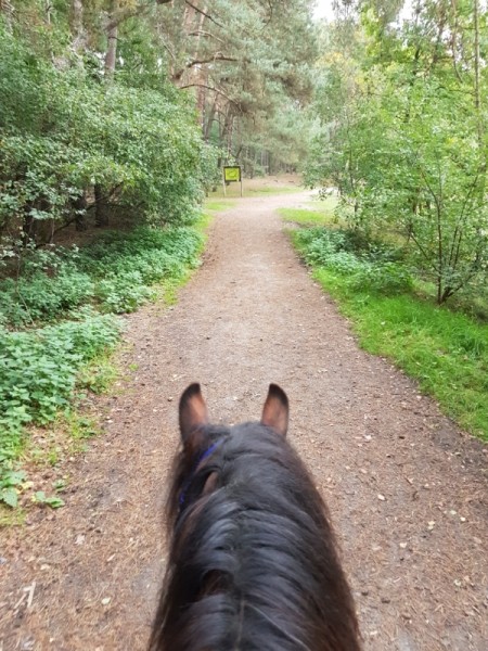 Photo de profil de arawana