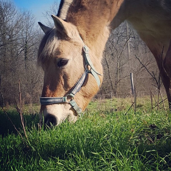 Photo de profil de sarahfournier63