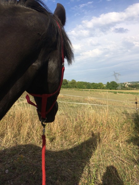 Photo de profil de horse.quidam