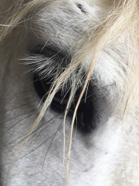 Photo de profil de mon_petit_poney