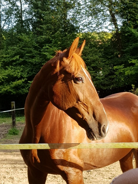 Photo de profil de pauliinei