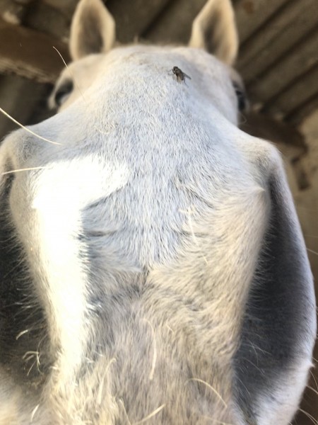 Photo de profil de hhhorsse