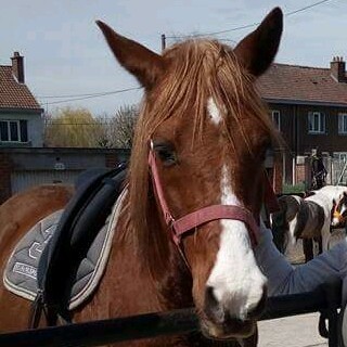 Photo de profil de tarkansophie