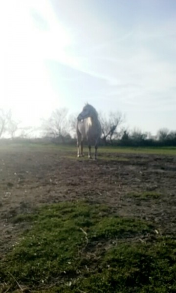 Photo de profil de un_cheval_en_or