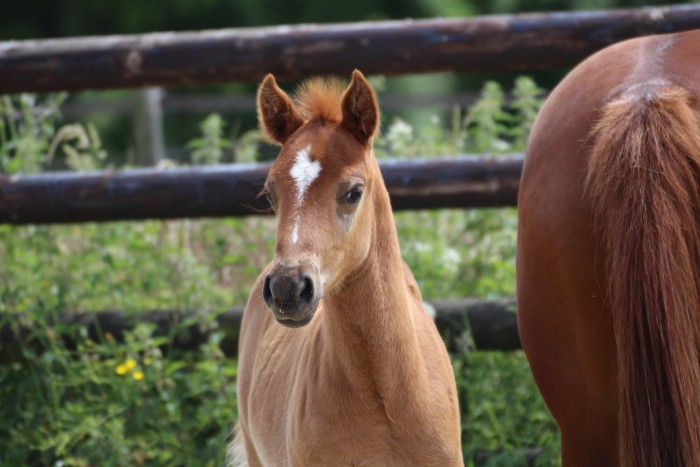 Photo de profil de poney.landais