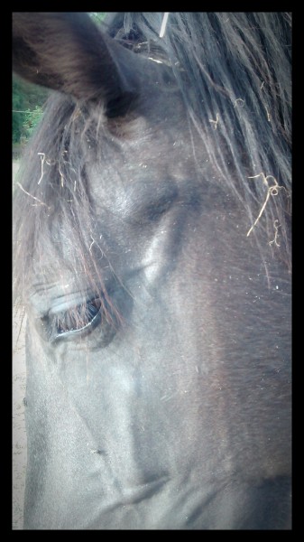 Photo de profil de pontine