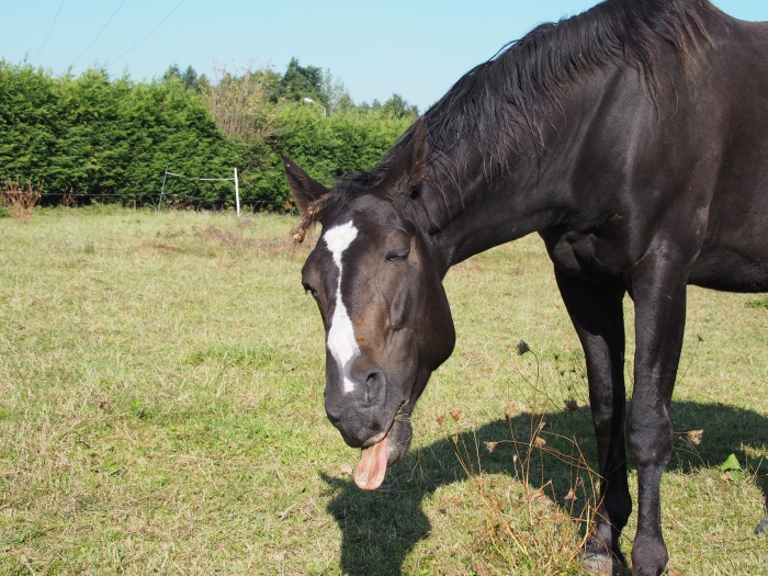 Photo de profil de ponyn