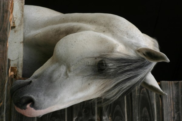 Photo de profil de psc78